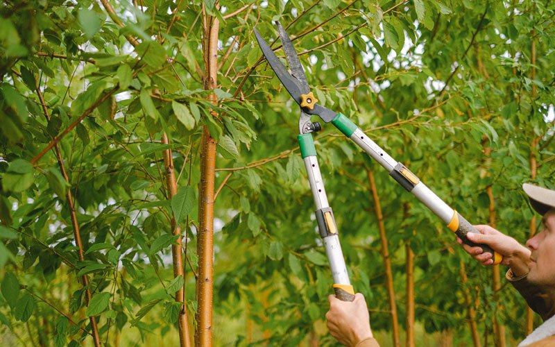Tree trimming in Langlois, OR